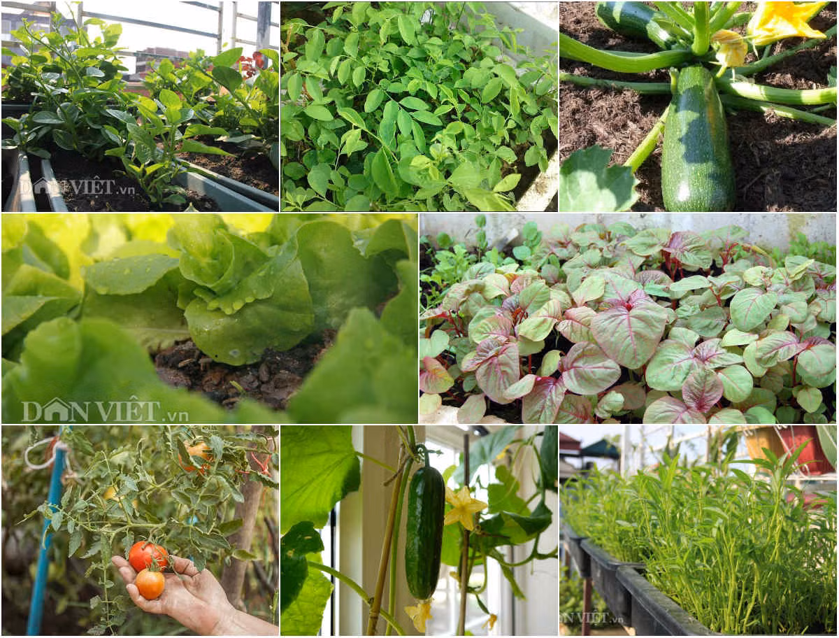 Mỗi loại rau củ đều có những mùa vụ và thời điểm thích hợp để trồng. Rau củ trồng đúng thời điểm cộng với việc chăm sóc đúng cách sẽ giúp cây dễ sống và nhanh lớn hơn. Để khu vườn rau của bạn luôn ngập tràn màu xanh và tươi tốt những tháng hè này, bạn nên trồng các loại rau: rau dền, rau đay, mồng tơi, rau muống, rau ngót, các loại đậu, xà lách, dưa chuột, cà chua, bí đỏ.