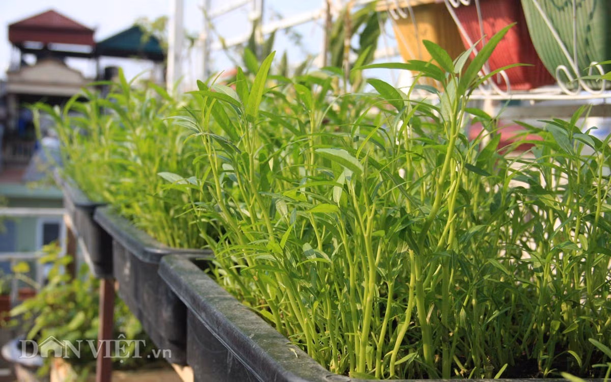 1. Rau muống Là loại rau quen thuộc trong mỗi bữa cơm của người Việt Nam, rau muống có thể được trồng từ ngọn hay từ hạt đều cực kỳ dễ. Đây là loài cây ưa nước nên cần chọn loại đất giữ nước tương đối tốt.