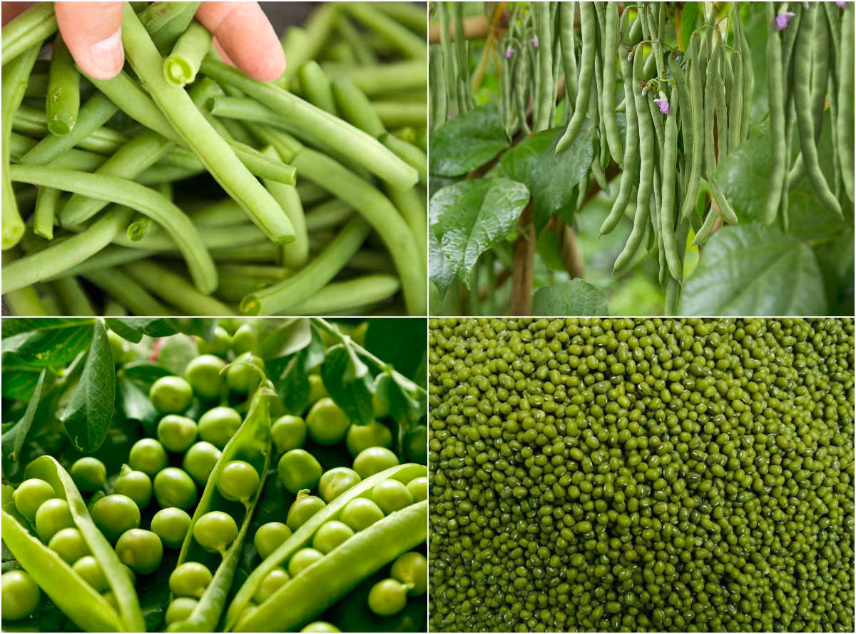 7. Các loại cây họ đậu Chỉ mất tầm khoảng 2 tháng, những loại đậu đũa, đậu cô ve, đậu hà lan, đậu xanh, đậu đen, đậu nành,... từ lúc ươm hạt đã có thể cho thu hoạch. Đậu là cây dễ trồng, có thời gian sinh trưởng ngắn. Trồng đậu có ưu điểm tiết kiệm nguồn nước tưới nên phù hợp với những người bận rộn ít có thời gian chăm sóc vườn.