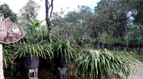 Bản Sin Súi Hồ (xã Sin Súi Hồ, Phong Thổ, Lai Châu) nằm bên dãy Hoàng Liên Sơn, ở độ cao tương đương với thị trấn Sa Pa (Lào Cai). Nhiệt độ trung bình nơi đây khoảng 22 độ C. Dọc các con đường vào bản, bà con người Mông trồng rất nhiều địa lan. Cuối năm, địa lan nở hoa vàng rực, hòa lẫn với sắc đào, mận, khiến bản Sin Súi Hồ như thiên đường giữa rừng thẳm.