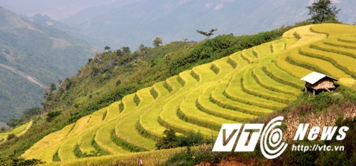 Mùa này, những thửa ruộng bậc thang vàng rực, nhức mắt bao quanh bản, khiến khách miền xuôi như lạc vào tiên cảnh.