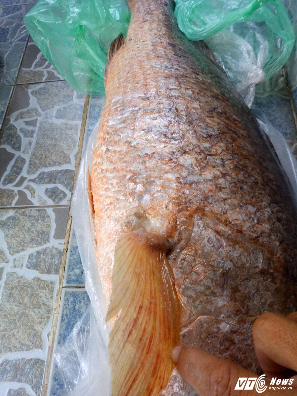 Cau duoc ca nang 7 kg nghi la ca su vang o Vung Tau
