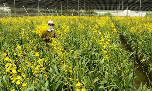 Một góc trang trại lan vũ nữ của gia đình bà Nguyễn Thị Nhung. Ảnh: Thạch Thảo