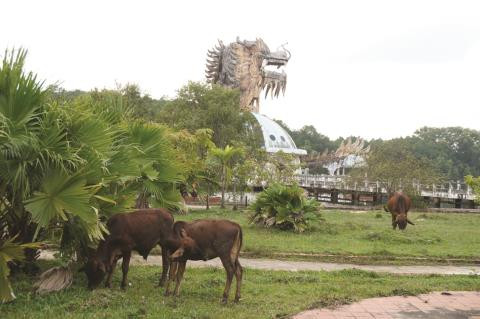 Trung tâm vui chơi - giải trí hồ Thủy Tiên giờ đây trở thành "chốn thần tiên" của... bò.