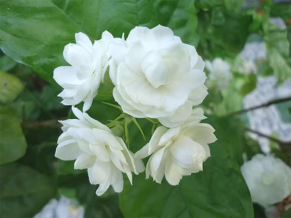 Cac loai hoa cam ky tuyet doi khong dat tren ban tho-Hinh-2