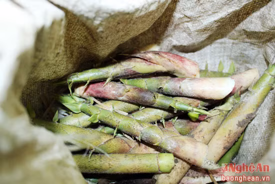 Măng đắng có nhiều loại, có loại to phải đào sâu trong lòng đất mới lấy được. Còn loại nhỏ, vào ngày mưa thường nhú lên tầm 10 -15cm, vì là măng non nên rất ngon, ngọt. Vào mùa, măng được bán với giá từ 10 – 15 nghìn đồng/kg.