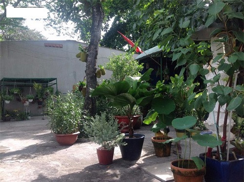 Căn nhà nho nhỏ nhưng được bao phủ khá nhiều cây xanh.