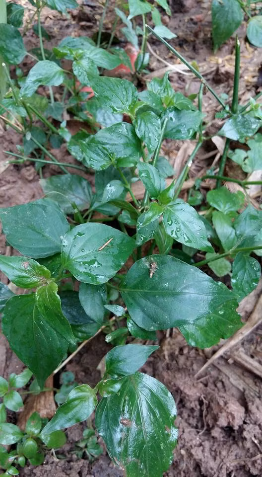 Rau sâm để nấu canh.