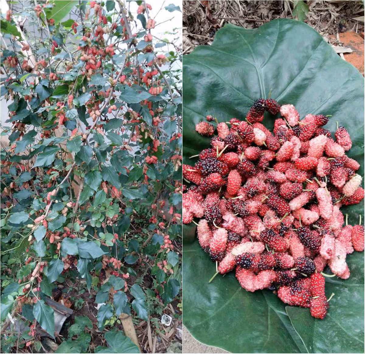 Ngoài dâu tây, khu vườn rộng này còn trồng cả dâu tằm. Ngày nào chị cũng lấy dâu làm sinh tố tươi ngon bổ và rất sạch.