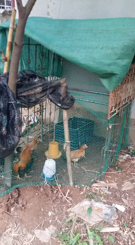 Không chỉ trồng các loại rau xanh, quả sạch mà chị Dung còn thiết kế một chuồng gà ở góc vườn dưới tán cây khế sai trĩu quả.