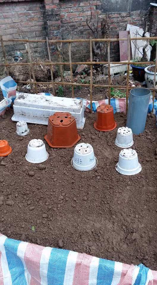 Để ngăn cản sự tấn công của lũ sâu, chị còn nghiên cứu cách thức “chế” thuốc trừ sâu được làm từ gừng, tỏi, rượu. Ngoài ra, với một số loại sâu bệnh nhất định không diệt được chị còn dùng “kế” mắc màn giúp bảo vệ cây tốt hơn.