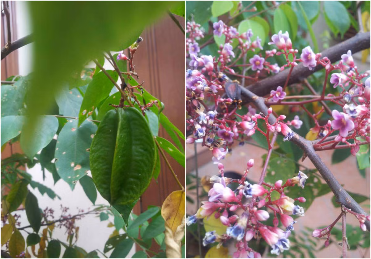 Khu vườn 400m2 còn được chị trồng nhiều loại rau gia vị tốt um, xanh mướt. Các loại cây non trong vườn đều phát triển tốt, không bị sâu bệnh hay héo.