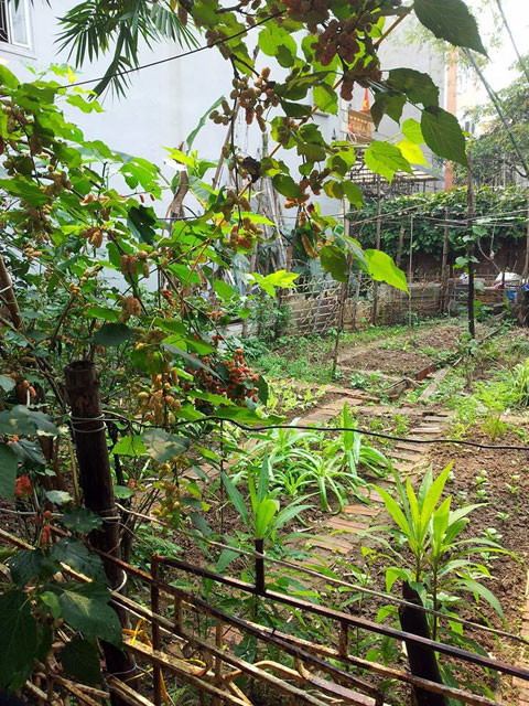Do khu vườn rộng mà chủ vườn lại không có thời gian chăm sóc nên cây cối mọc um tùm. Tháng 2 năm nay, chị quyết tâm “gây dựng” lại cơ ngơi trồng rau hữu cơ của mình.
