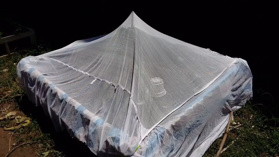 Vườn rau mắc màn của chị Dung.