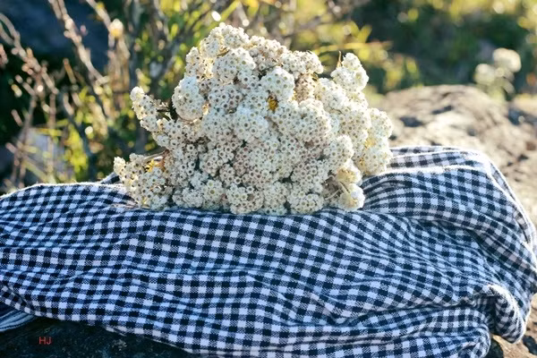 Loài hoa dại trên núi.