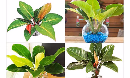 Dat cay nay tren ban tho tai loc un un keo den