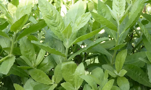 Loai rau moc hoang ai cung tho o nhung chua duoc bach benh