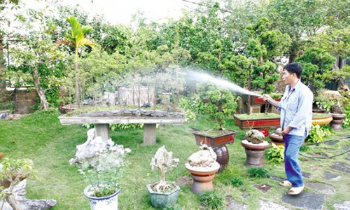 Bi an nhung loai cay canh lam bac si trong nha ban