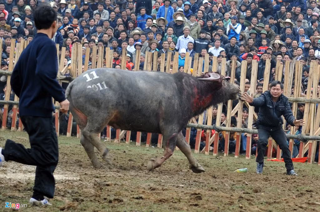 Dù chủ trâu đã có kinh nghiệm luyện nhiều năm nhưng không phải lúc nào cũng khống chế những chú trâu đang hăng máu.