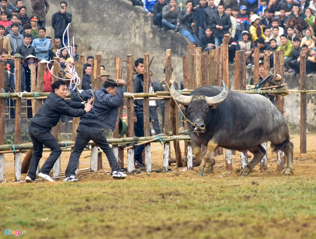 Nhưng chủ trâu thì vẫn luôn phải đối mặt với nguy hiểm mỗi khi dẫn "học trò" ra trận. Ảnh chụp cảnh trâu bị đứt chạc khiến chủ rất khó không chế tại lễ hội Hải Lựu đầu năm 2017.