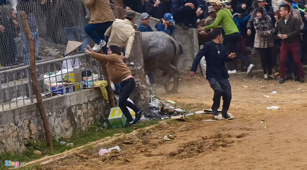 Có những pha khi đã thắng trận, trâu vẫn còn hăng máu lao về phía cổng gây sợ hãi cho nhiều người.