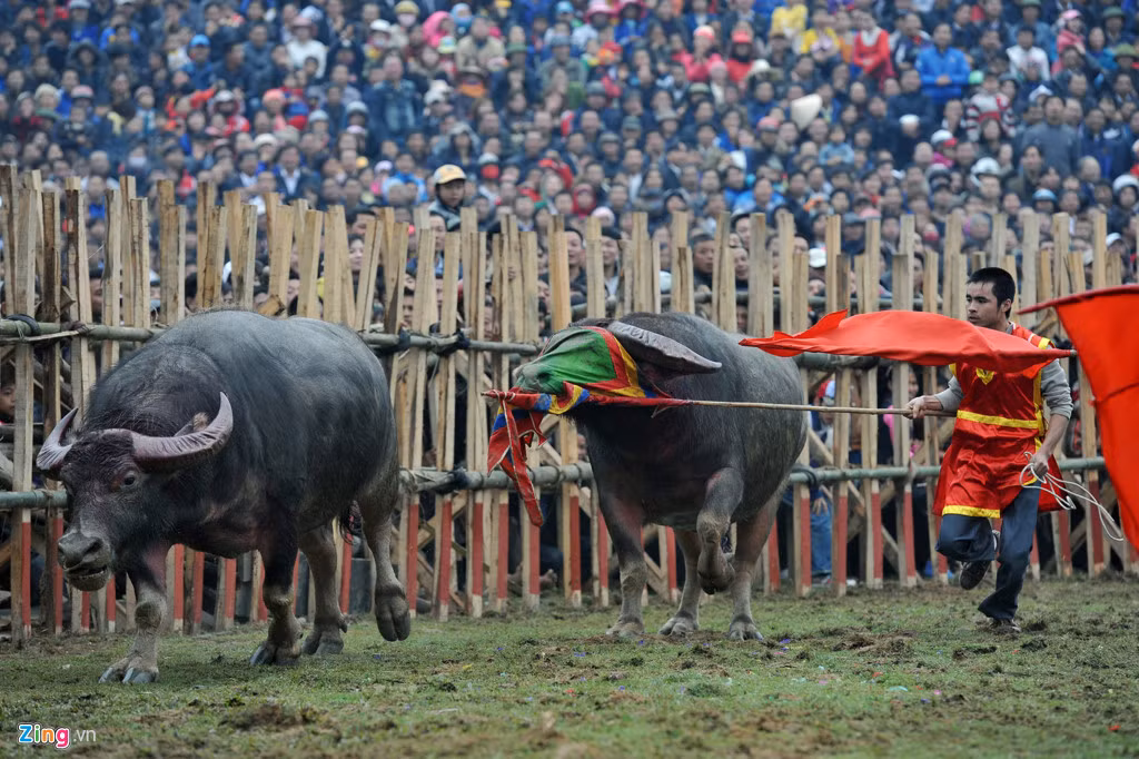 Khi đối thủ thua trận bỏ chạy, trâu thắng cuộc vẫn hung dữ đuổi theo. Giải pháp bịt mắt là một trong những phương pháp hiệu quả để bắt trâu lại của nhiều chủ trâu.