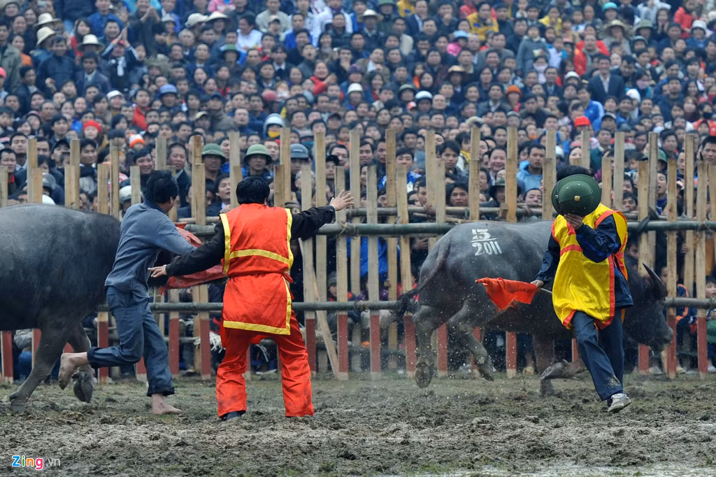 Rất nhiều pha chọi trâu, chủ nuôi vẫn phải chạy thục mạng.