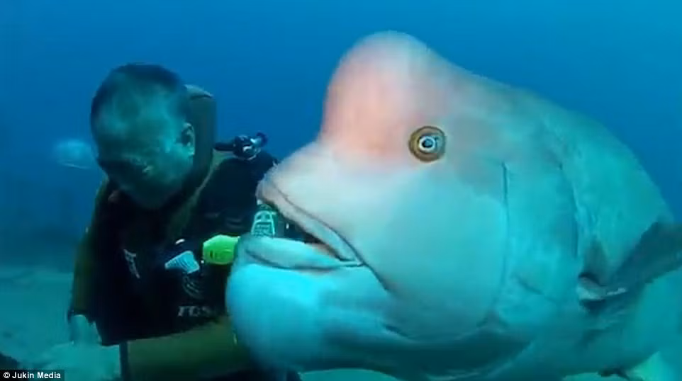 Ca khong lo 25 nam cho an nhan om ap, vuot ve-Hinh-3