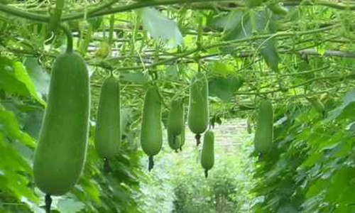 Bí đao là cây thảo một năm, mọc leo dài tới 5 cm, có nhiều lông dài.