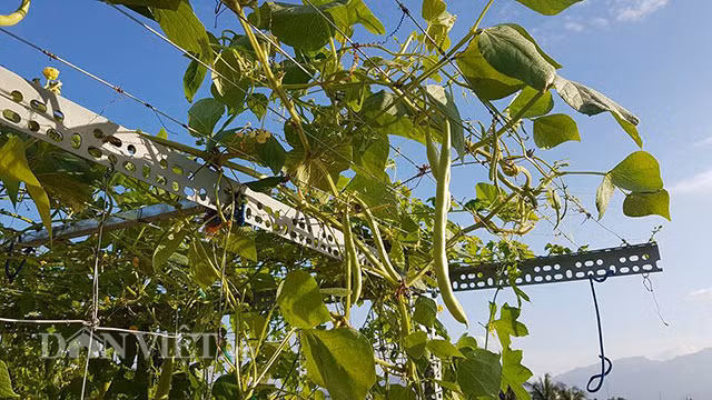 Ngoài ra, bên cạnh diện tích trồng thủy canh, ông bố nông dân phố ở Nha Trang này còn thiết kế một giàn trồng dây leo. Các loại rau được anh trồng xen kẽ cây nhỏ và cân trưởng thành nên sản lượng thu hoạch liên tục. Khi ăn không hết, anh thường đem biếu người thân, hàng xóm hoặc cất trong ngăn mát tủ lạnh. Rau có thể tươi đến một tuần mà vẫn giữ được chất lượng.