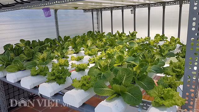 Tận mắt chứng kiến những ống giàn ngang, ống dọc được sắp xếp một cách khoa học, đẹp mắt, bao phủ xung quanh là các loại rau xanh mướt, tươi tốt, nhiều người đã không tiếc lời khen gợi và cho rằng bước chân vào vườn rau thủy canh của anh Bảo như đang lạc bước vào một công viên nào đó.