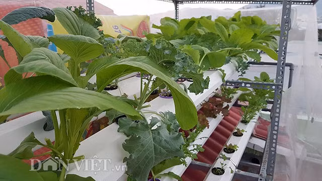 Với diện tích sân thượng khoảng 35m2, anh thiết kế 2 giàn rau thủy canh: một giàn trồng các loại rau của họ cải như cải … và rau muống; giàn còn lại anh dành riêng để trồng xà lách. Các loại rau được trồng theo mùa thích hợp chứ không cố định trồng bất cứ loại nào.
