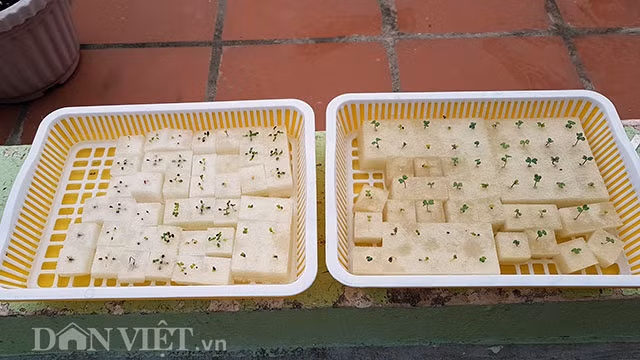 Ông bố nông dân phố ở Nha Trang kể lại: "Tôi thường ươm hạt tới khi cây có 2 lá mầm rồi đem ra nắng nhẹ. Cây có lá thật, tôi sẽ phun dinh dưỡng thủy canh với lượng nhỏ. Vài ngày sau, tôi đem cây con lên máng trồng. Khoảng 35 – 45 ngày, tôi có thể bắt đầu hái các loại rau để phục vụ bữa ăn”.