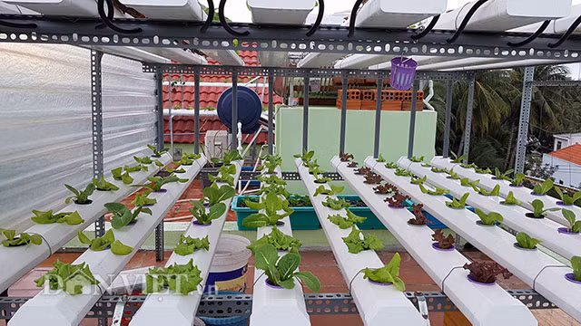 "Trồng rau thủy canh không tốn nhiều sức chăm sóc. Nó chỉ khó trong việc ươm cây con. Sau đó, cây con đưa lên giàn sẽ mất vài ngày kiểm tra dung dịch và điều chỉnh nồng độ pH cho phù hợp", anh Bảo cho biết.