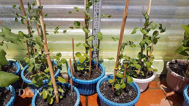 Anh Bảo sử dụng hệ thống thủy canh hồi lưu nên không cần tưới rau. Anh đã thiết lập chế độ tự tưới với công tắc hẹn giờ tắt – mở. Anh Bảo cho hay, cách 4-5 ngày, anh sẽ kiểm tra nồng độ dinh dưỡng bằng bút đo và đưa cây con đạt chuẩn lên giàn.