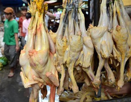 Tìm thấy vi khuẩn trong thịt gà kháng kháng sinh (Ảnh Internet).