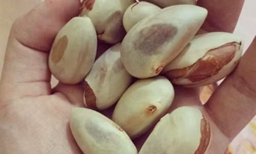 Hạt mít giúp ngăn ngừa lão hóa hiệu quả.