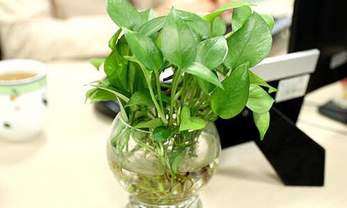 Vat pham phong thuy khien dan cong so me nhu dieu do