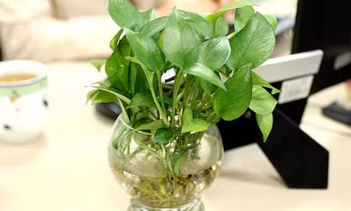 Vat pham phong thuy khien dan cong so me nhu dieu do