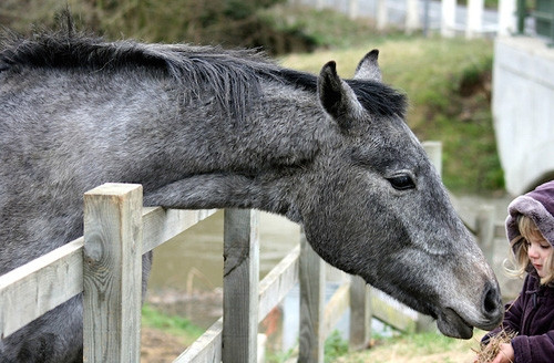 10 loai vat Duc Phat day tuyet doi khong duoc giet vi qua bao rat nang