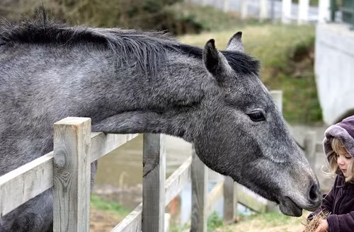 10 loai vat Duc Phat day tuyet doi khong duoc giet vi qua bao rat nang