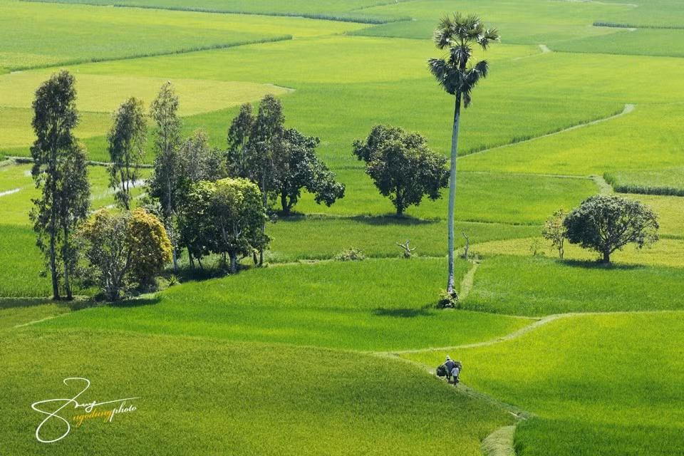 Cả cánh đồng ngạt ngào mùi hương lúa - mùi thơm thanh mát cho ta cảm giác dễ chịu, bình yên đến lạ thường.