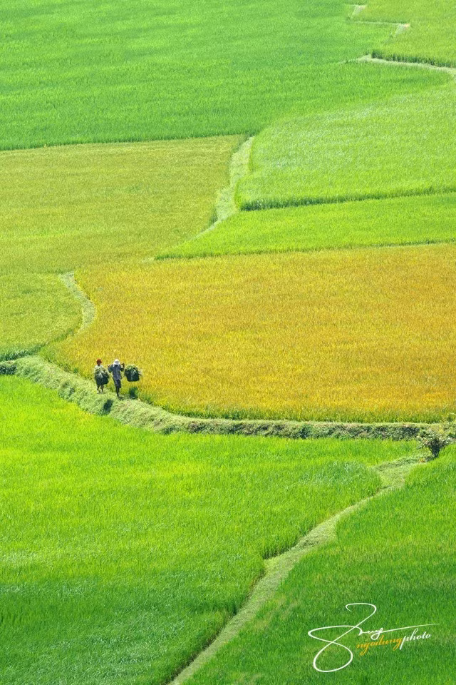 Vào mùa lúa non, cả cánh đồng như một tấm thảm xanh ngút ngàn, mang vẻ đẹp phì nhiêu như người thiếu nữ đang tuổi xuân thì.
