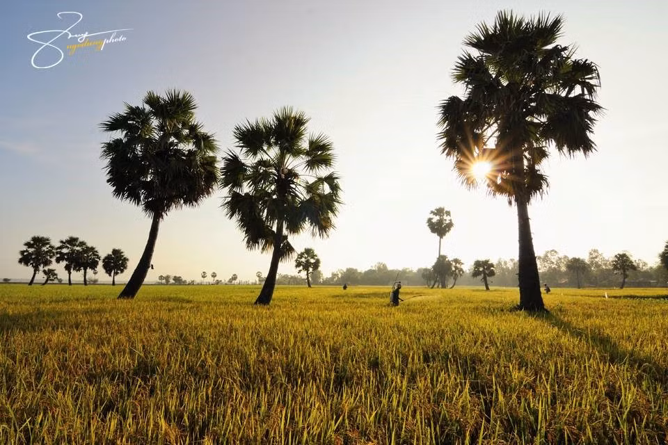 Buổi chiều tà trên cánh đồng rộng lớn. Hhoàng hôn tạo nên khung cảnh thanh bình, trong trẻo.
