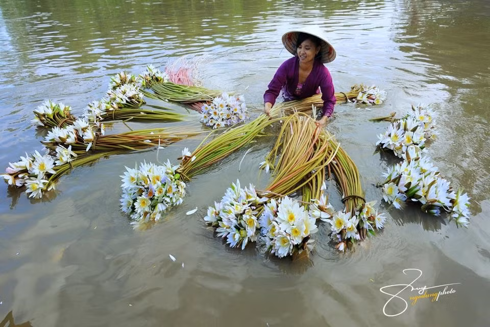 Cứ đến mùa nước nổi, người dân Châu Đốc thu hoạch bông súng.