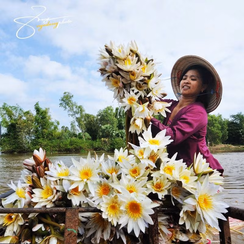 Loài cây này vươn lên theo nước lũ, nước càng dâng cao thì cuống lá, cọng càng dài. Bông súng nhiều, đem lại nguồn thu đáng kể cho họ.