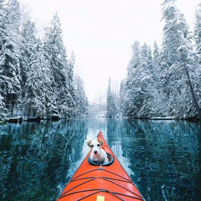 Chó là loài động vật rất trung thành và đáng tin cậy. Trong chuyến phiêu lưu của đời người, ai cũng cần một người bạn như vậy.