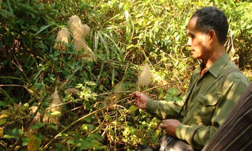 “Nguoi rung” Viet Nam dap gach vao dau thien su bi an o Tay Tang
