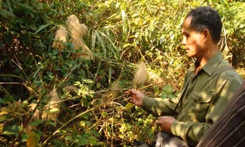 “Nguoi rung” Viet Nam dap gach vao dau thien su bi an o Tay Tang