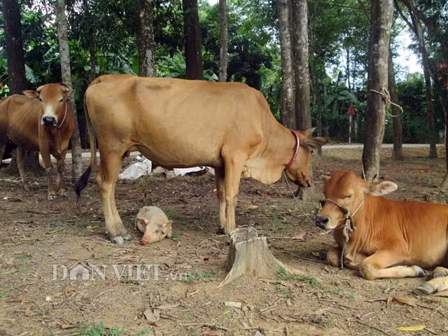 Gia đình chị Hiên còn nuôi một con lợn thịt nhưng chú lợn con này không chịu ở cùng mà luôn đi theo đàn bò.